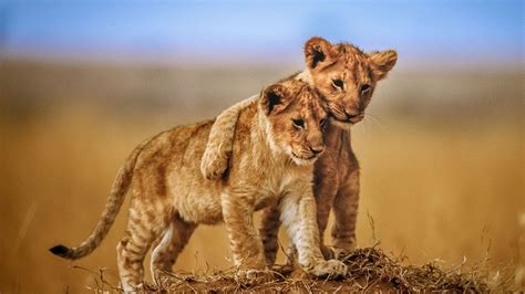 Cub Lions Wildlife HD Lion Wallpapers | HD Wallpapers | ID #58457