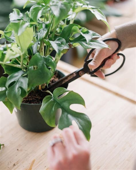 Indoor Plant Care Guide: 21+ Tips for Beginners From Experts ...