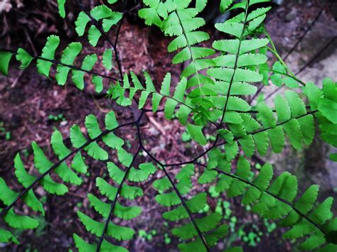 BELLINGHAM DAILY PHOTO: Fern Spiral