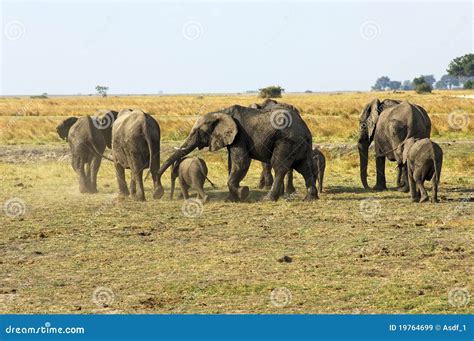 Herd of elephants stock image. Image of mammals, loxodonta - 19764699