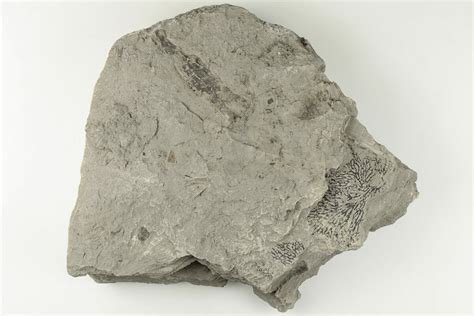 6.1" Plate Of Graptolite Fossils - Rochester Shale, NY (#203265) For ...