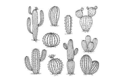 Hand drawn cactus set. Mexico cacti sketch elements. Desert