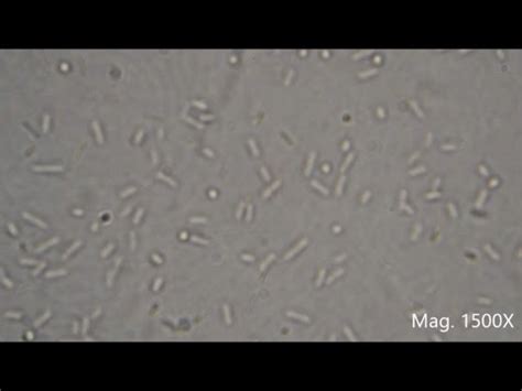 Microscopic Bacteria — How do bacteria breathe?