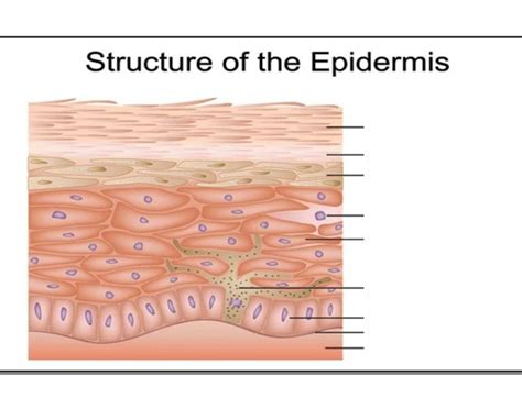 Structure of Epidermis Quiz