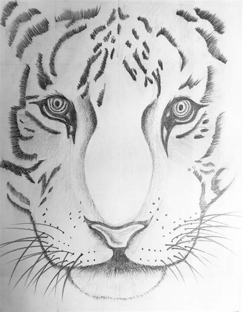 Easy Pencil Sketches Of Animals