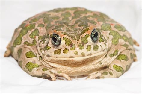 Premium Photo | Big ugly frog common european toad bufo