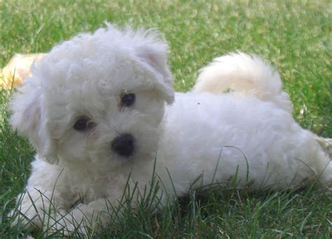 Bichon frise - Dogs breeds | Pets