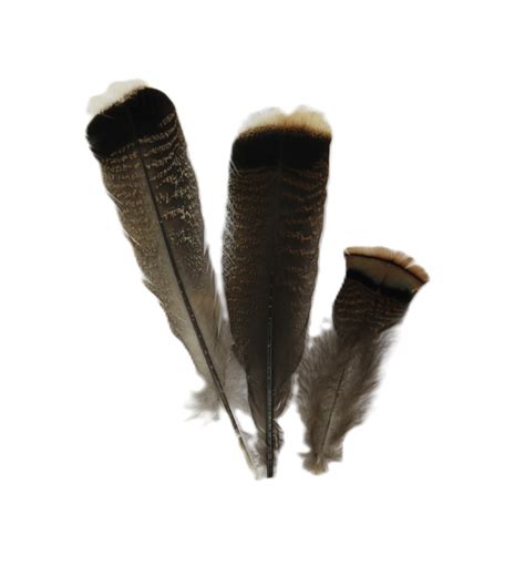 Turkey Tail Feathers - Centralia Fur & Hide