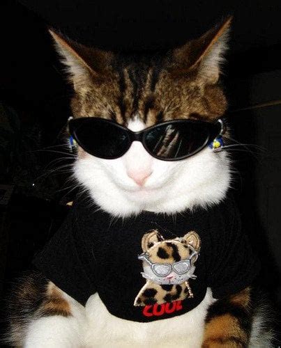 Cool cat showing off his new sunglasses : r/pics