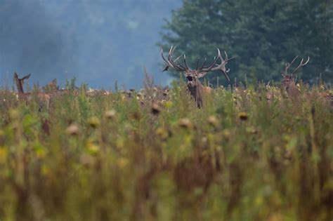 Free Photo | Red deer in the nature habitat during the deer rut ...