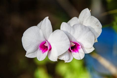 Free photo: Orchid, White Orchids, White - Free Image on Pixabay - 1594608