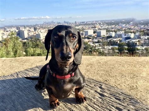 7 of the Best Pet-Friendly Hotels in Los Angeles - Travelnuity