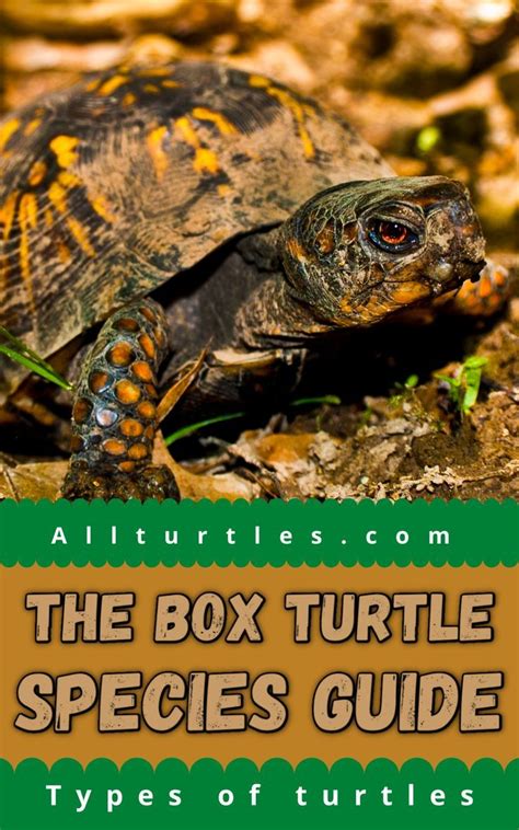 The box turtle species guide – Artofit