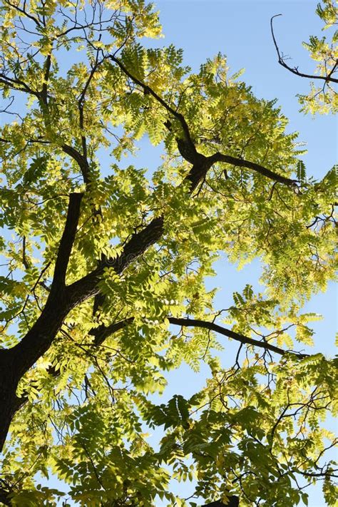 Eastern black walnut stock image. Image of leaf, autumn - 163200577