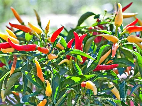 Choosing and Growing Hot Chili Peppers