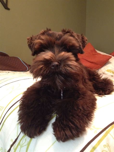 Ellie chocolate schnauzer | Mini schnauzer puppies, Schnoodle dog ...