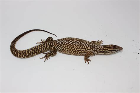 Yellow Ackie Monitor Adults For Sale - Imperial Reptiles – IMPERIAL ...