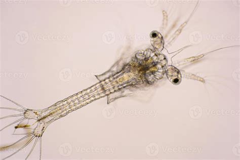 Closeup zoea stage of Vannamei shrimp in light microscope, Shrimp ...