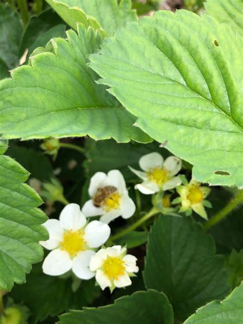 20 Top Strawberry Harvesting Tips – Strawberry Plants