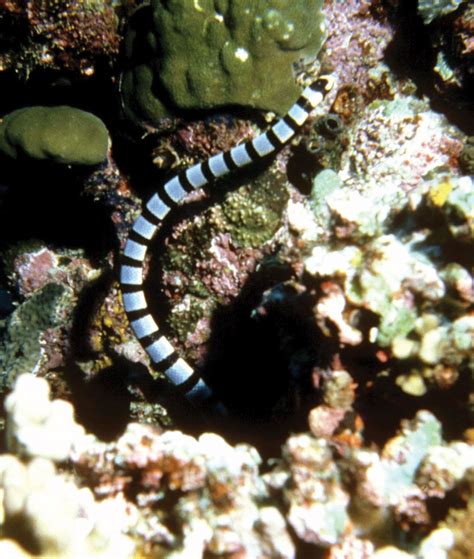 Sea snake | Types, Habitat, & Facts | Britannica