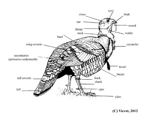 Turkey Anatomy Diagram