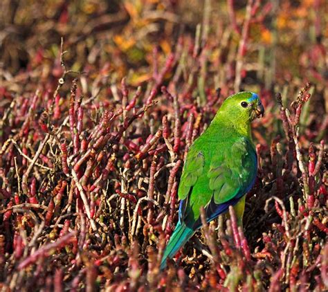 Orange-bellied Parrot - Moonlit Sanctuary