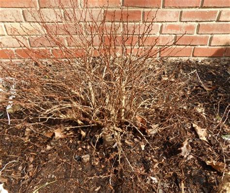 GardenAtoZ - Barberry pruning - Garden A to Z