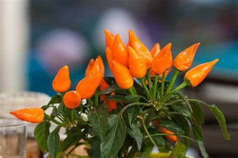 How to Grow Hot Peppers That Fire Up Your Recipes - Gardening Mentor