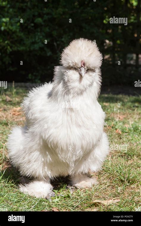 White Silkie Pet Chicken Stock Photo - Alamy