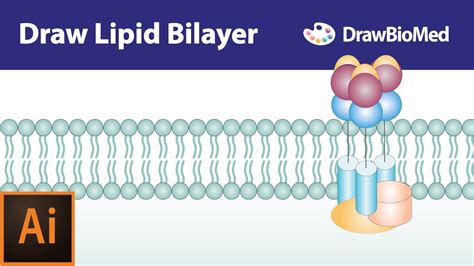 Phospholipid Bilayer