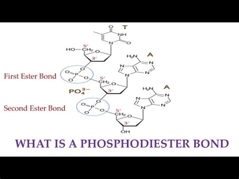 Phosphodiester Bond Diagram