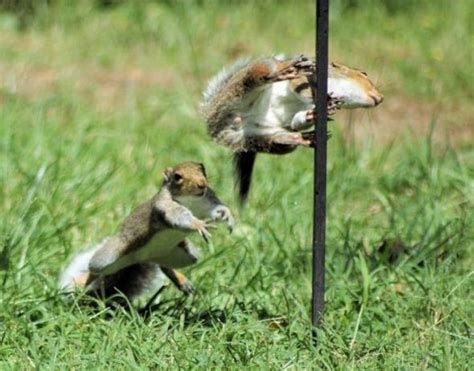 Kung Fu Fighting Squirrels