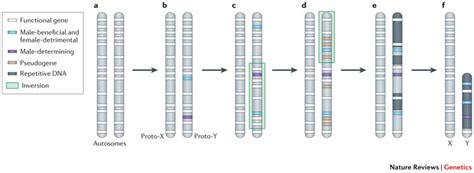 Origin of the Universe, Life and Consciousness: Y-chromosome evolution ...