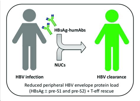 | Combined or sequential treatment of chronic HBV infection with ...