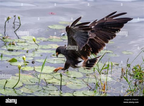 Flying Common Black Hawk hunting in the water - Buteogallus anthracinus ...