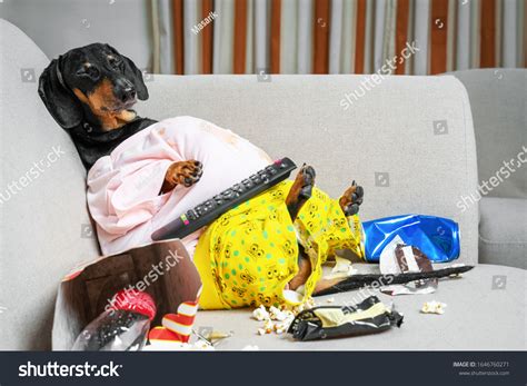 6 Dog Couch Potato Eating A Popcorn Stock Photos, Images & Photography ...