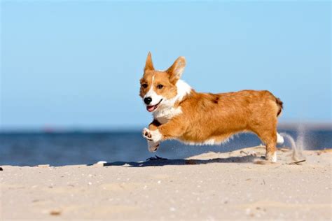 Corgi Races are happening at Hastings Racecourse | Daily Hive Vancouver