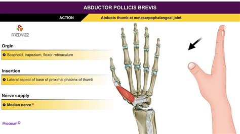 Flexor Pollicis Brevis Muscle