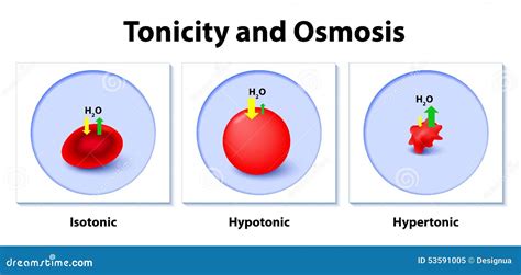 Effect of Different Solutions on Blood Cells Stock Vector ...