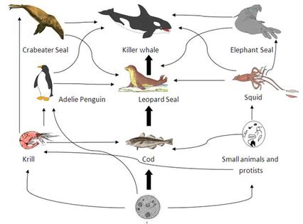 Killer Whale - Food Web