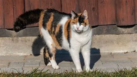 Common Calico Cat Health Problems To Prepare For - Petculiars