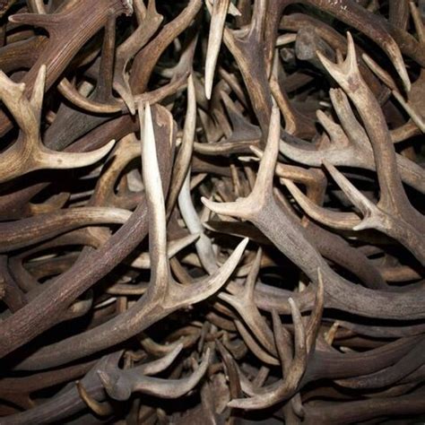 Buy Wholesale Germany Premium Quality Red Deer Antlers & Red Deer ...