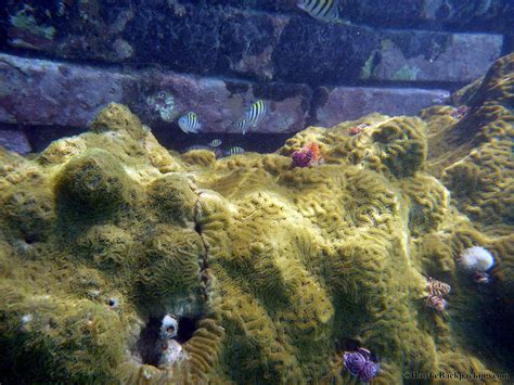 Dry Tortugas Snorkeling - HawkeBackpacking.com