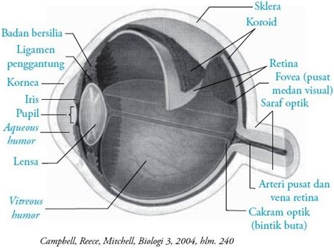 Fungsi Mata : Pengertian Struktur Bagian Kelainan Anatomi
