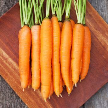 Pelleted Carrot Seed - Organic Non-GMO Seed from High Mowing Organic Seeds