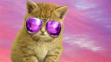 Cat With Glasses Wallpapers - Wallpaper Cave