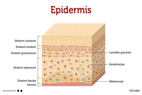 Epidermis (Human Anatomy): Picture, Functions, Diseases, and Treatments