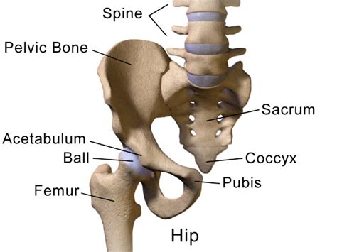 Hip impingement (FAI) | Central Health Physiotherapy