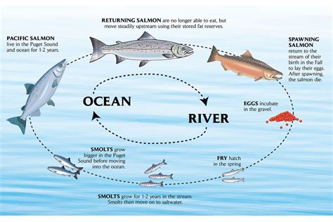 Fish Habitat – Washington Forest Protection Association