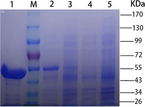 | SDS-PAGE [stacking gel (5%, w/v) and separating gel (10%, w/v ...